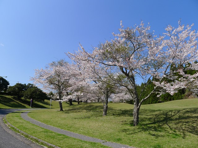 大原台　桜並木