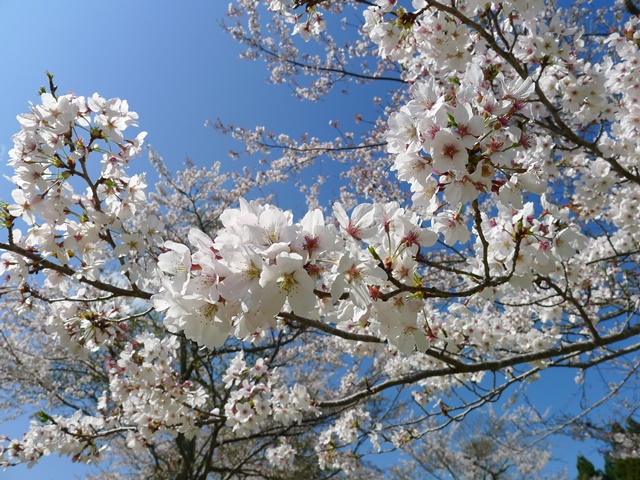 大原台　桜並木